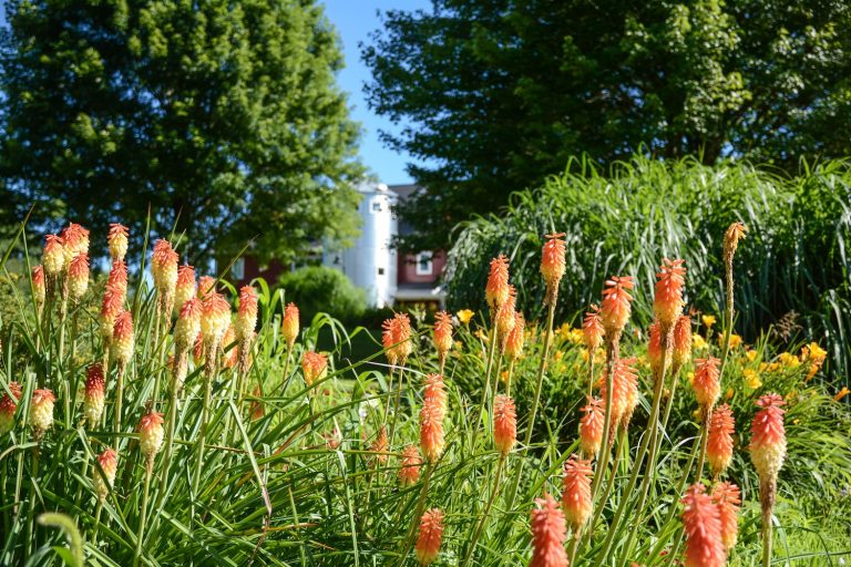 field of flowers with silo in background